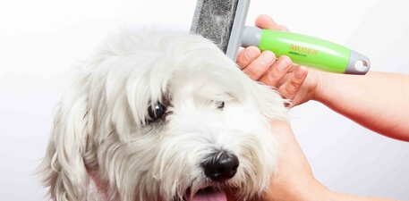 Application Tips for Grooming